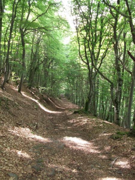 Chemin descendant à Saint Arcons de Barges