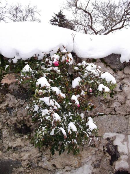 rosier sous les premières neige.